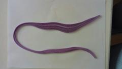 Quilling Strips - 025 Quilling Strips - 025