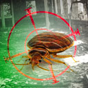 bed bugs can now be found at all places including hygienic places