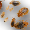lifecycle of bed bugs