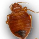 bed bug picture