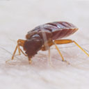 bed bug biting humans