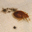 bed bugs can now be found at all places including hygienic places