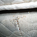 bed bug fecal spots check