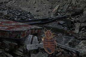 bed bug hiding