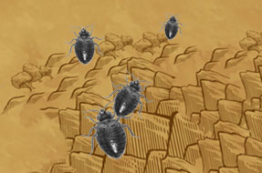 bed bugs can survive for long without food