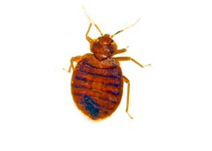 bed bugs