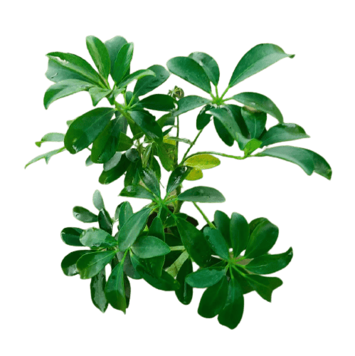 Buy Schefflera Green in 4 Inch Nursery Bag Online | Urvann.com Schefflera Green in 4 Inch Nursery Bag