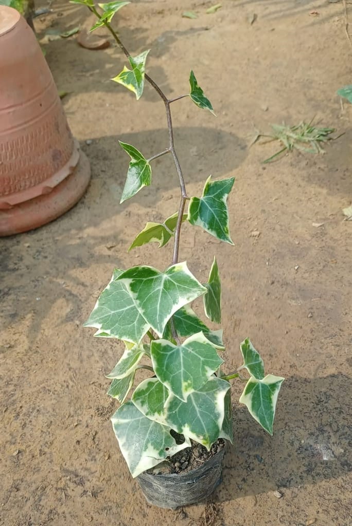 Buy English Ivy in 4 Inch Plastic Bag on Urvann.com English Ivy in 4 Inch Plastic Bag