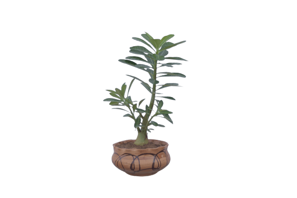 Buy Adenium Bonsai in 8 Inch Planter Online | Urvann.com Adenium Bonsai in 8 Inch Planter
