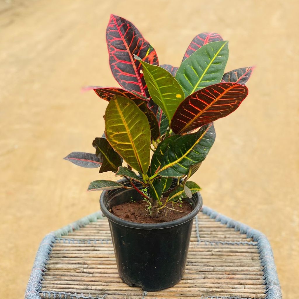 Buy Croton Petra Variegated in 8 Inch Plastic Pot Online | Urvann.com Croton Petra Variegated in 8 Inch Plastic Pot