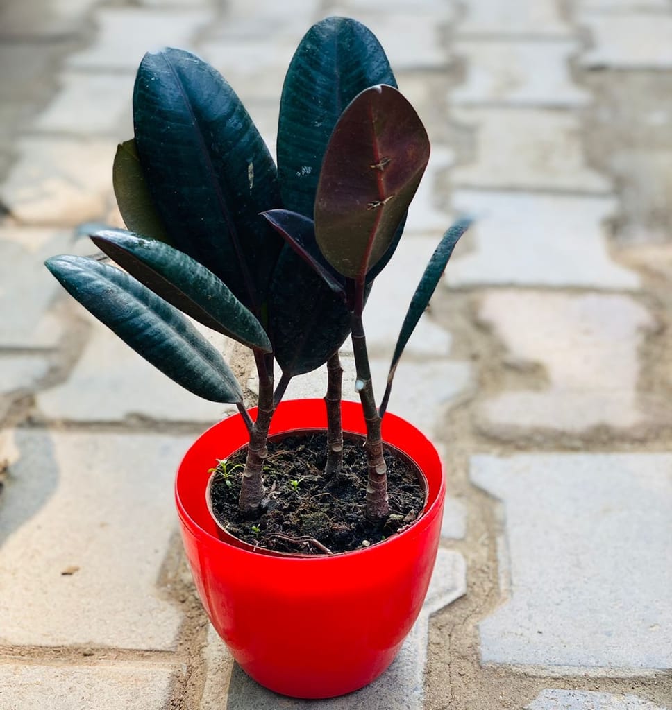 Buy Rubber Plant in 4 Inch Classy Red Cup Shaped Plastic Pot Online | Urvann.com Rubber Plant in 4 Inch Classy Red Cup Shaped Plastic Pot