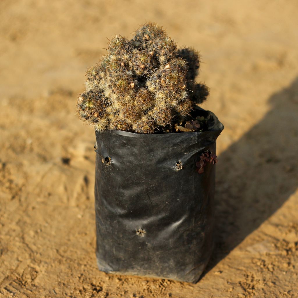 Buy Cactus in 4 Inch Nursery Bag Online | Urvann.com Cactus in 4 Inch Nursery Bag