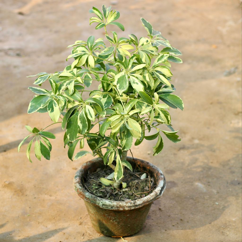 Buy Schefflera Variegated in 7 Inch Terracotta Pot Online | Urvann.com Schefflera Variegated in 7 Inch Terracotta Pot