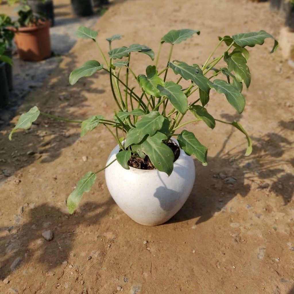 Buy Xanadu in 6 Inch White Apple Pot Online | Urvann.com Xanadu in 6 Inch White Apple Pot