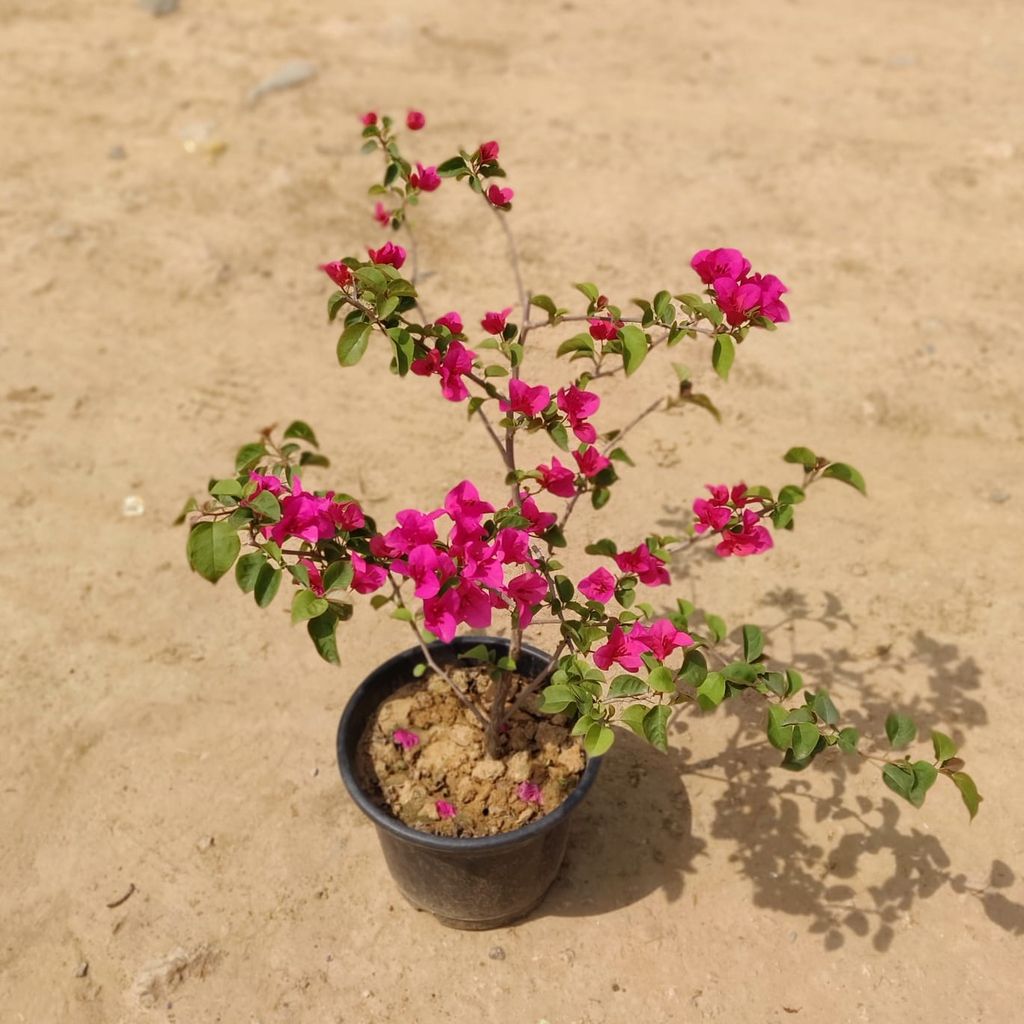 Buy Bougainvillea Pink In 10 Inch Plastic Pot Online | Urvann.com Bougainvillea Pink In 10 Inch Plastic Pot