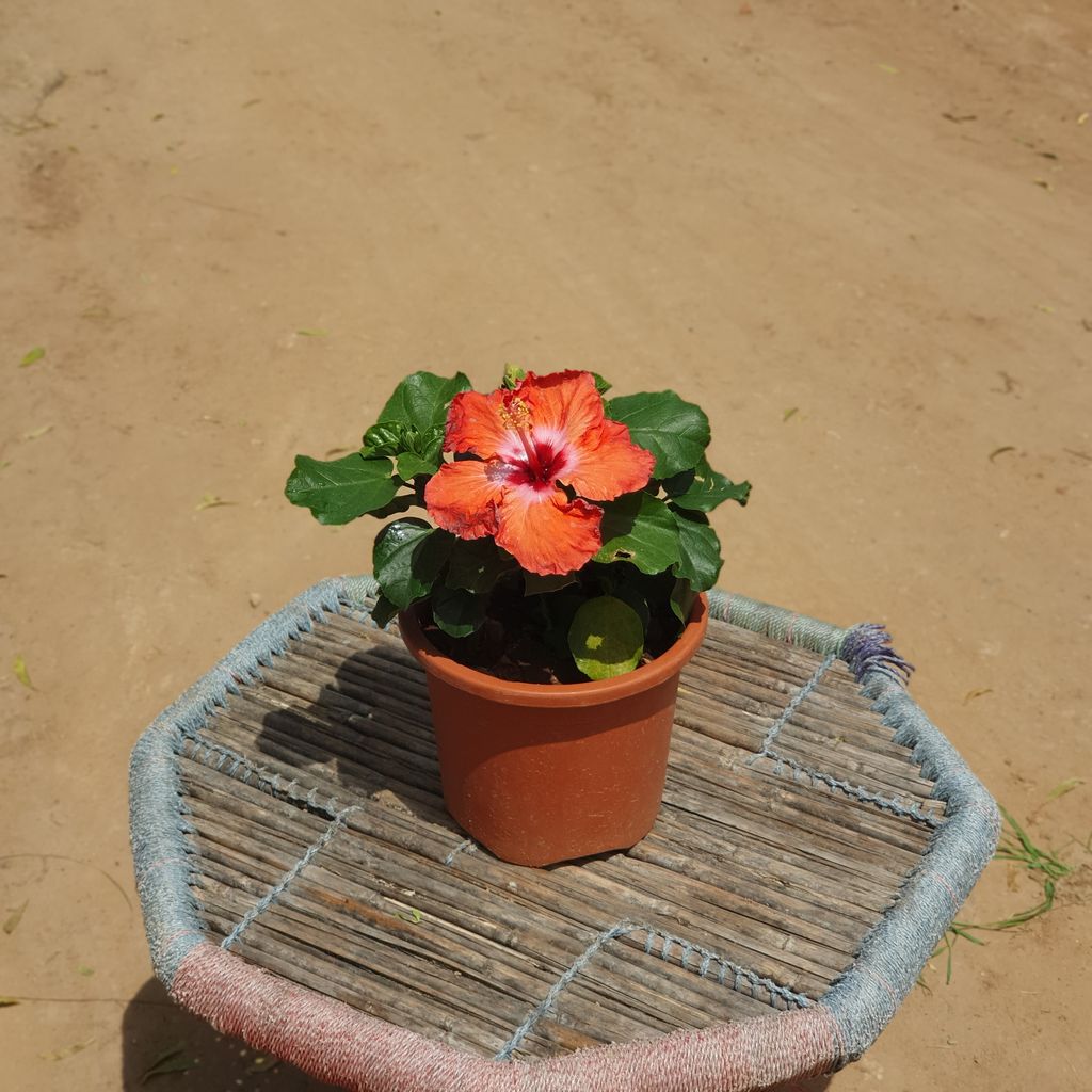 Buy Dwarf Hibiscus Any color Plant in 6 inch Plastic Pot Online | Urvann.com Dwarf Hibiscus Any color Plant in 6 inch Plastic Pot