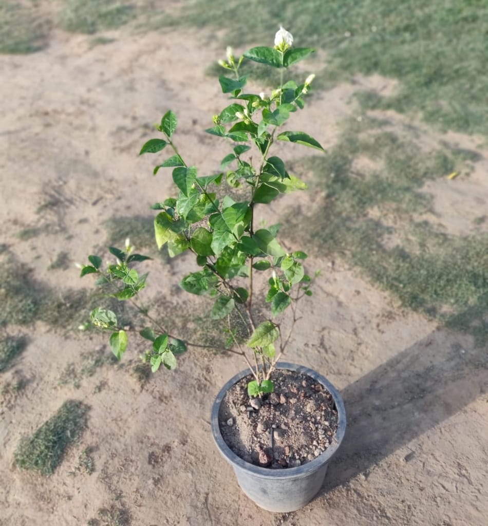 Buy Mogra In 8 Inch Nursery Pot Online | Urvann.com Mogra In 8 Inch Nursery Pot