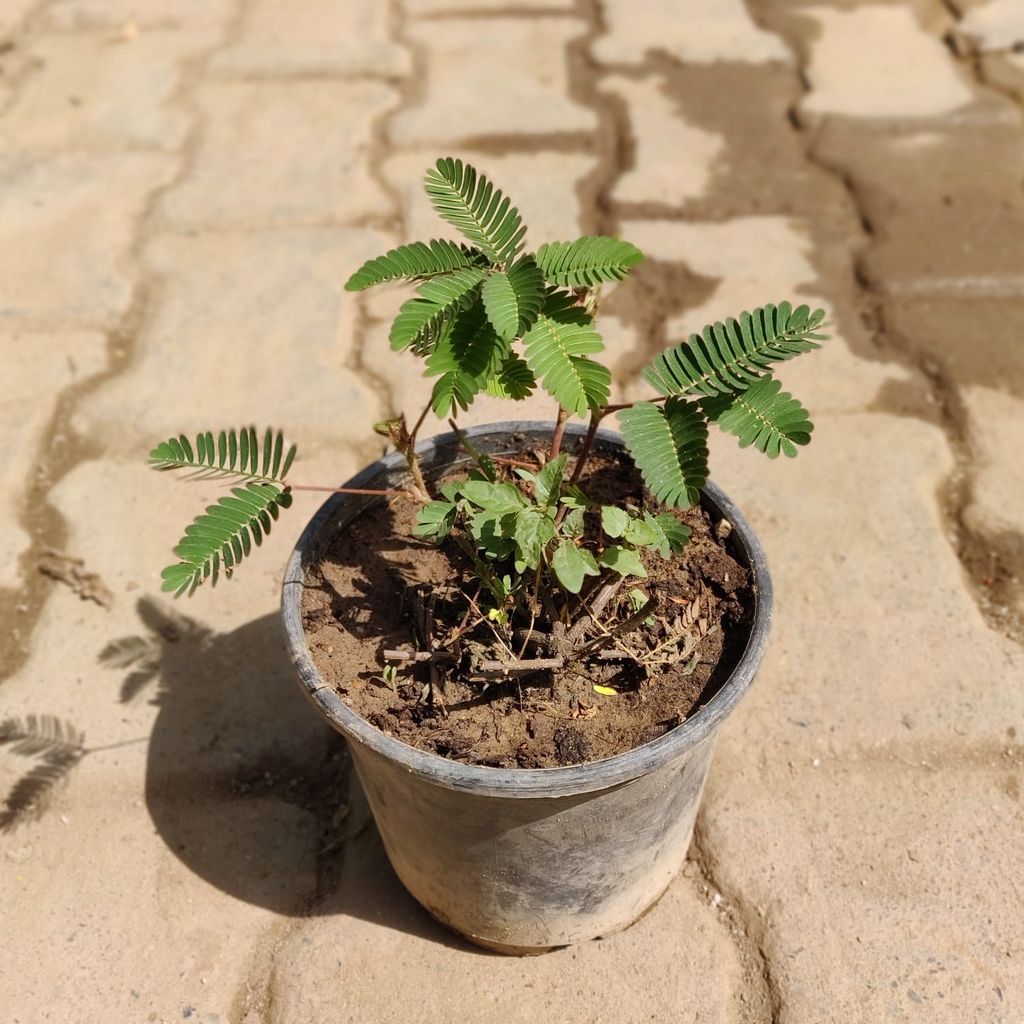 Buy Touch me not in 6 inch pot Online | Urvann.com Touch me not in 6 inch pot