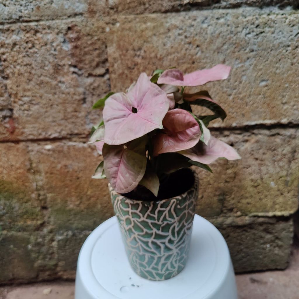 Buy Syngonium in 5 Inch Ceramic Planter Online | Urvann.com Syngonium in 5 Inch Ceramic Planter