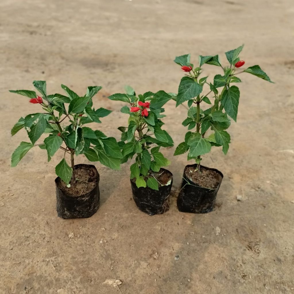 Set of 3 - Salvia Red in 4 Inch Nursery Bag Set of 3 - Salvia Red in 4 Inch Nursery Bag