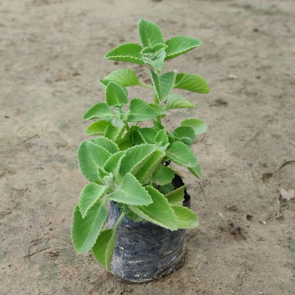 Buy Ajwain Plant in 4 inch Nursery Bag Online | Urvann.com Ajwain Plant in 4 inch Nursery Bag