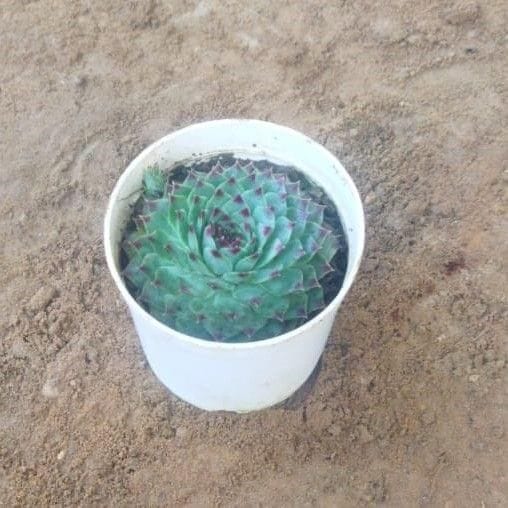 Lakshmi Succulent in3 Inch Nursery Pot Lakshmi Succulent in3 Inch Nursery Pot