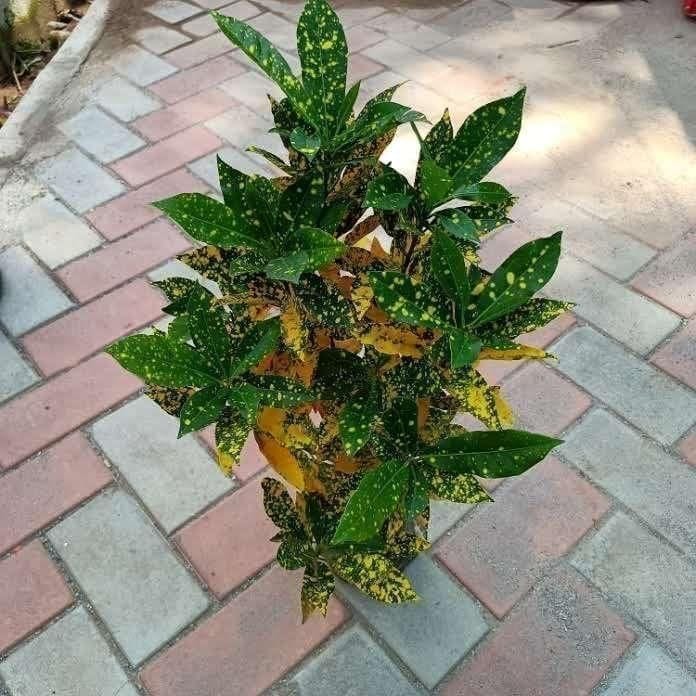 Buy Baby Croton ~ 1.5-2 ft in 4 Inch Nursery Bag Online | Urvann.com Baby Croton ~ 1.5-2 ft in 4 Inch Nursery Bag