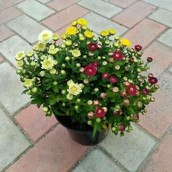 Buy Chrysanthnum Gladwin in 6 Inch Plastic Pot Online | Urvann.com Chrysanthnum / Guldawari (any colour) in 6 Inch Nursery Pot