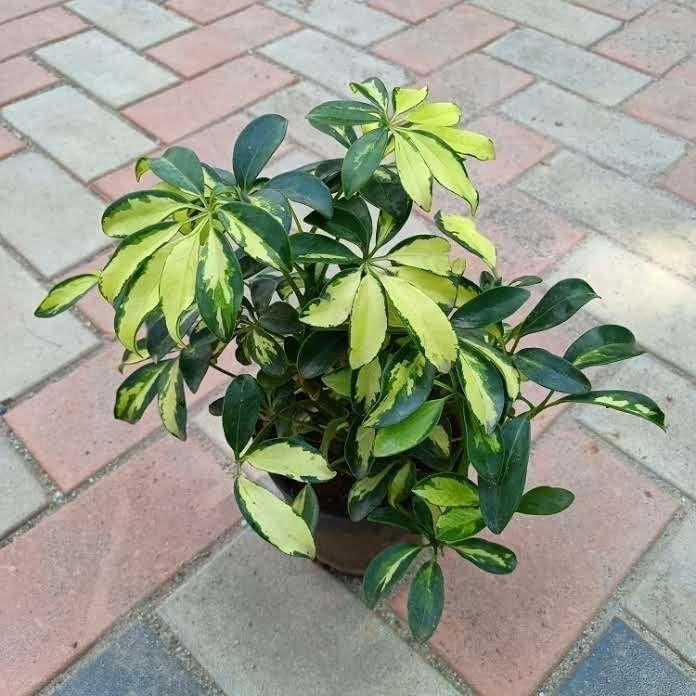 Buy Schefflera Variegated in 6 Inch Plastic Pot Online | Urvann.com Schefflera Variegated in 6 Inch Nursery Pot