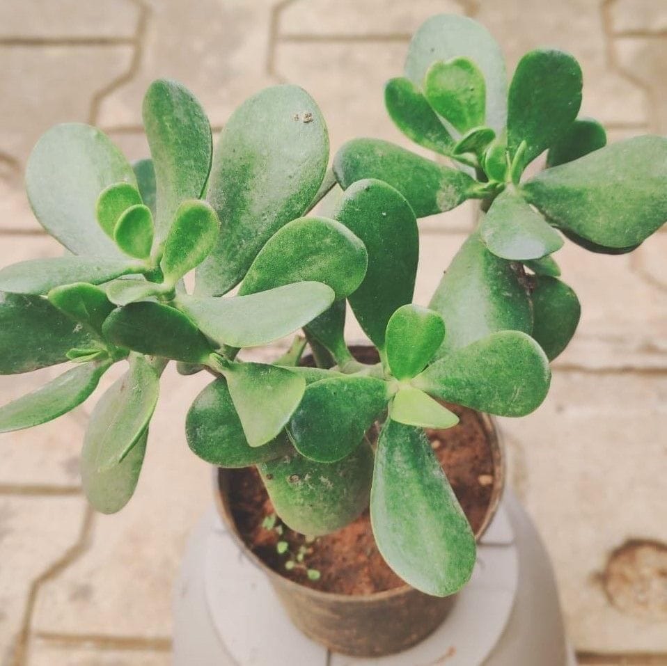 Buy Jade Large in 6 Inch Plastic Pot Online | Urvann.com Jade Large in 6 Inch Nursery Pot
