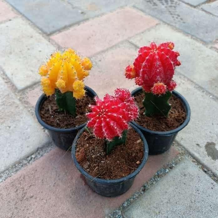 Buy Set of 3 - Moon Cactus (Orange, Yellow & Red) in 3 Inch Plastic Pot Online | Urvann.com Set of 3 - Moon Cactus (Orange, Yellow & Red) in 3 Inch Nursery Pot