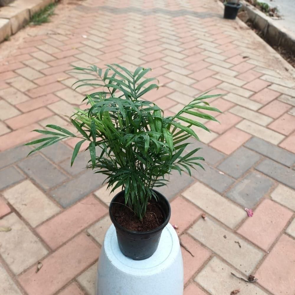 Buy Chinese / Fan Palm in 4 Inch Plastic Pot Online | Urvann.com Chinese / Fan Palm in 4 Inch Nursery Pot