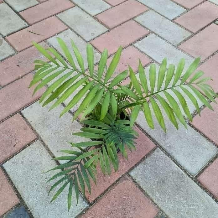 Buy Chamaedorea Palm in 4 Inch Plastic Pot Online | Urvann.com Chameadorea Palm in 4 Inch Nursery Pot