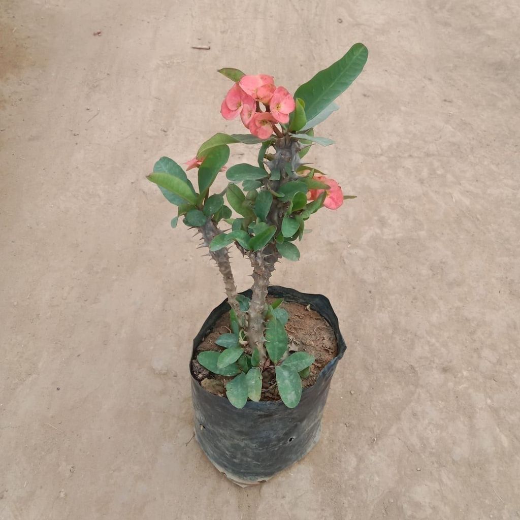 Buy Euphoria in 6 Inch Nursery Bag Online | Urvann.com Euphorbia Mili in 6 Inch Nursery Bag