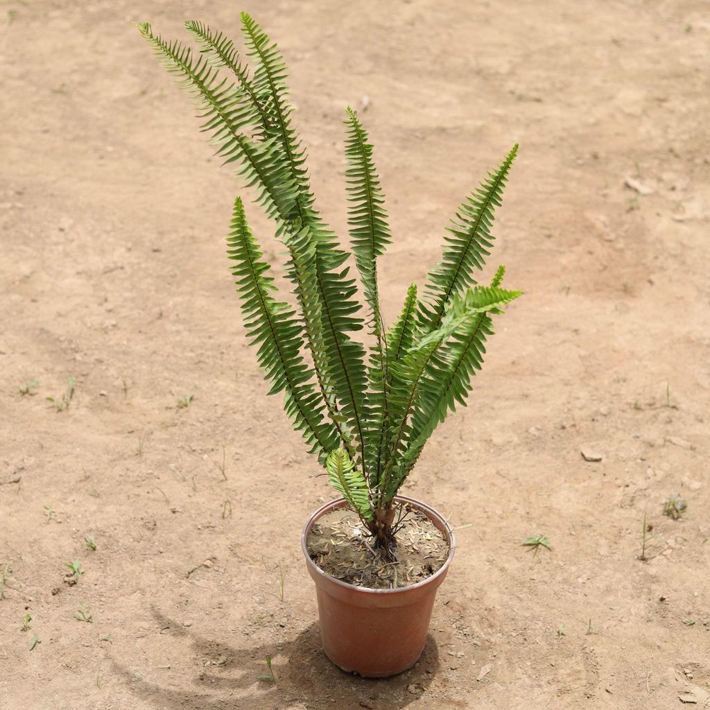 Buy Fern Green in 6 Inch Plastic Pot Online | Urvann.com Fern Green in 6 Inch Nursery Pot