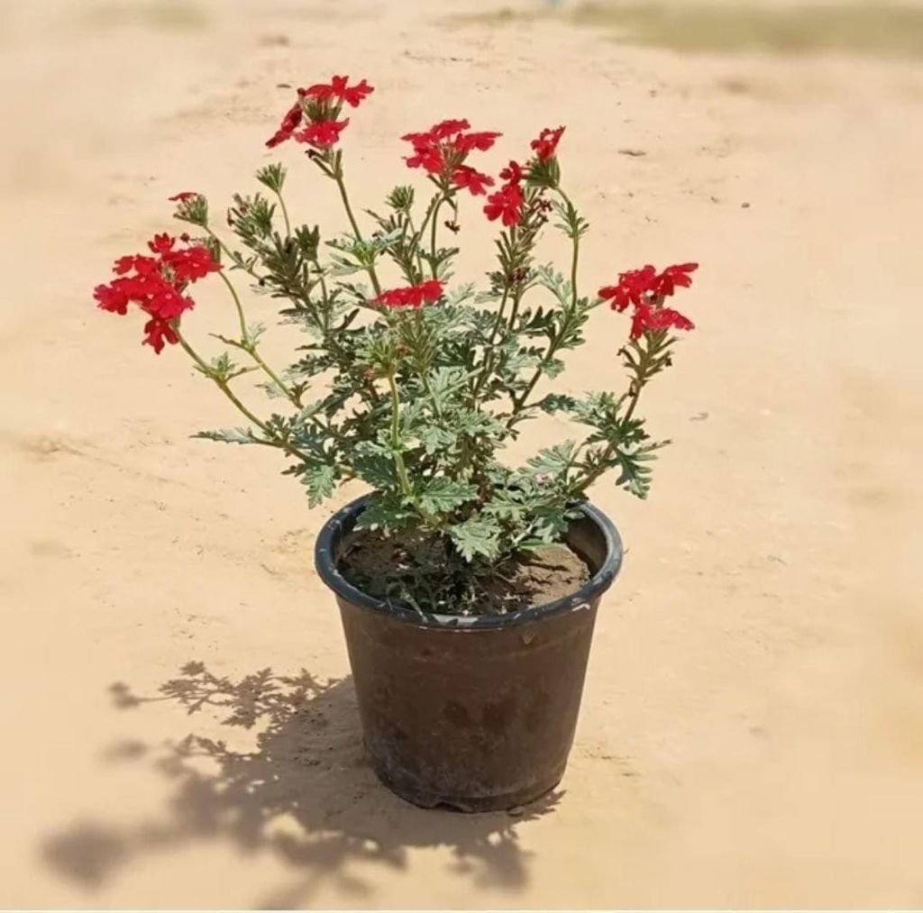 Verbena Red in 6 Inch Nursery Pot Verbena Red in 6 Inch Nursery Pot