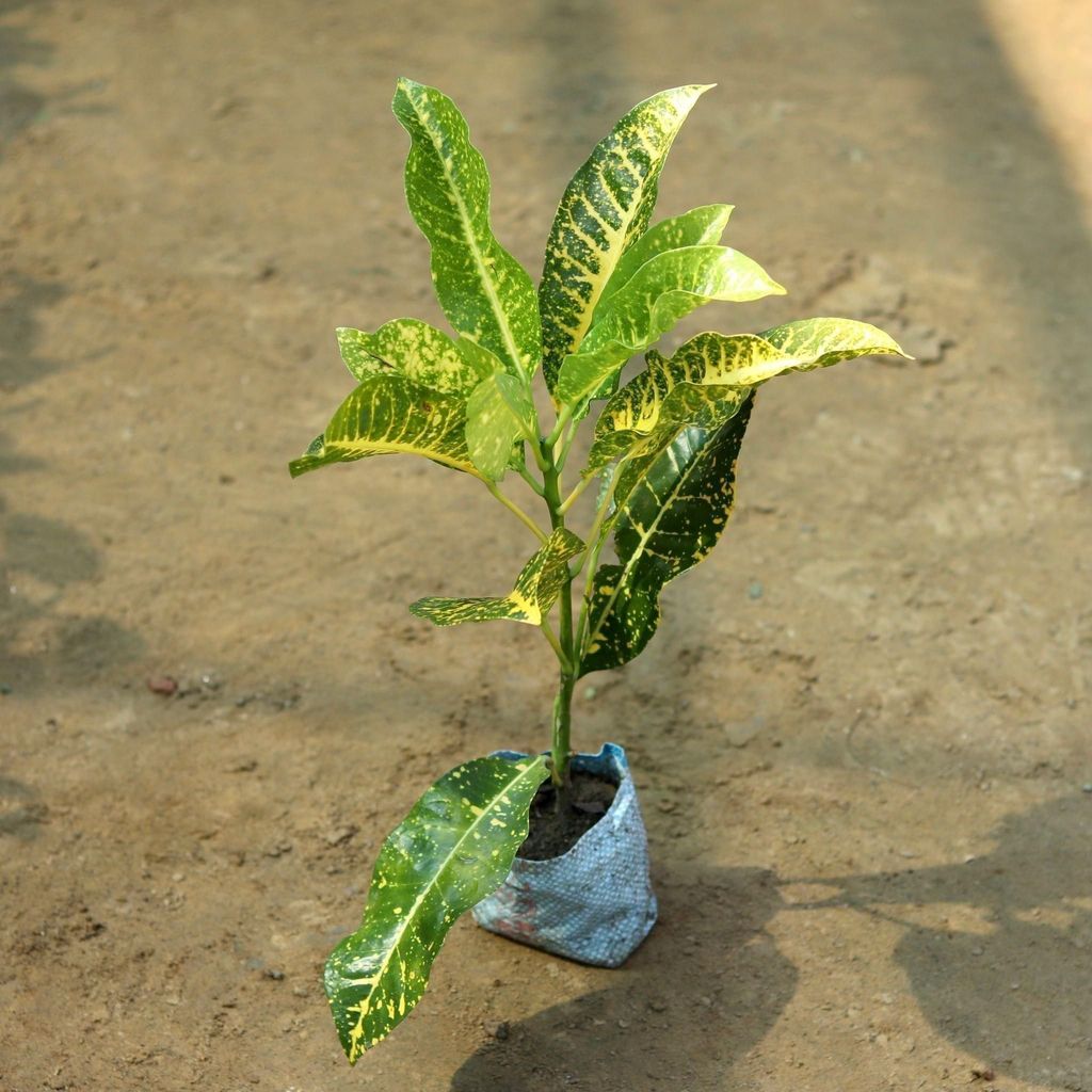 Buy Croton Yellow in 5 Inch Nursery Bag Online | Urvann.com Croton Petra in 5 Inch Nursery Bag