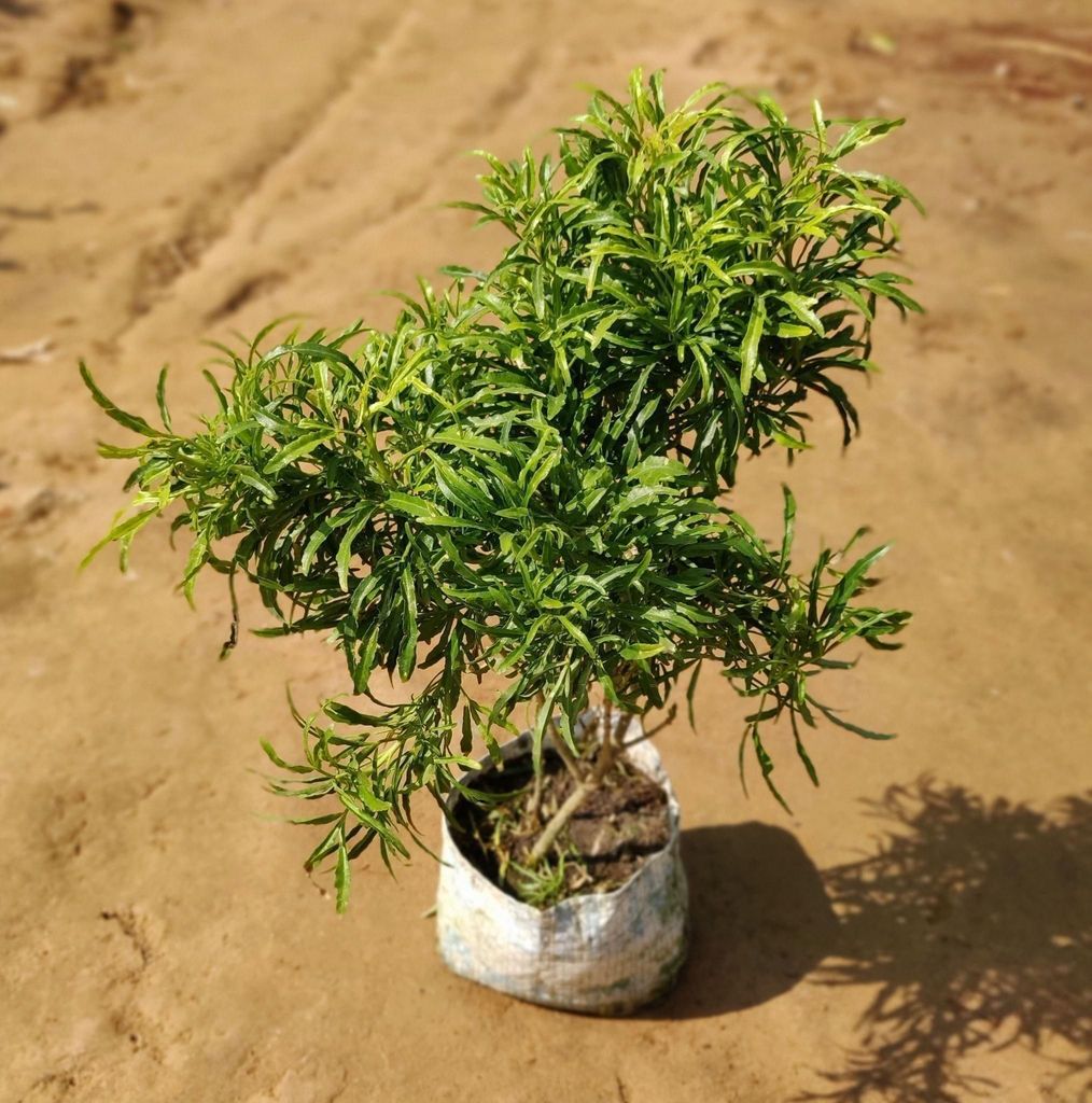 Buy Aralia Green Plant in 4 Inch Nursery Bag Online | Urvann.com Aralia Green Plant in 4 Inch Nursery Bag