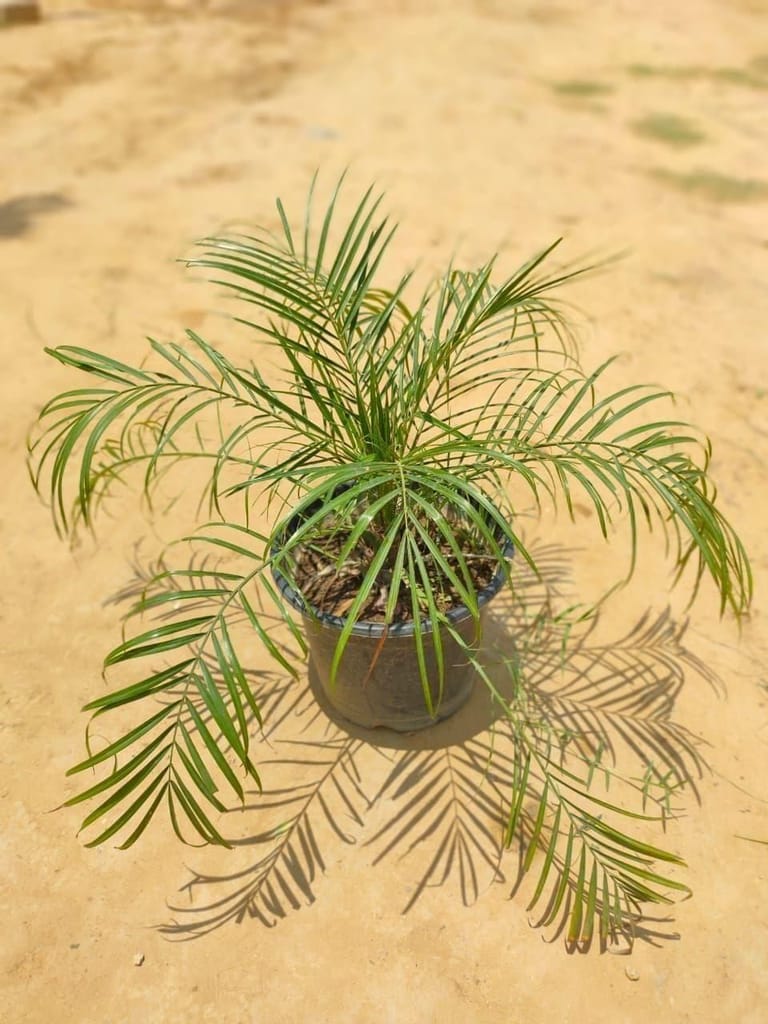 Buy Phoenix Palm in 10 Inch Plastic Pot Online | Urvann.com Phoenix Palm in 10 Inch Nursery Pot