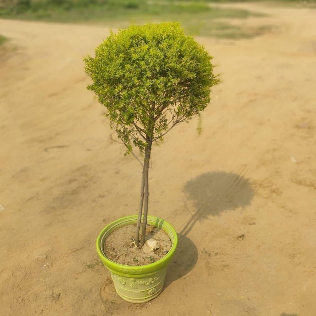 Buy Bottle Brush Topiary ~(4feet) in 14 inch Plastic Pot (any color) Online | Urvann.com Bottle Brush Topiary (~4feet) in 14 inch Nursery Pot (any color)