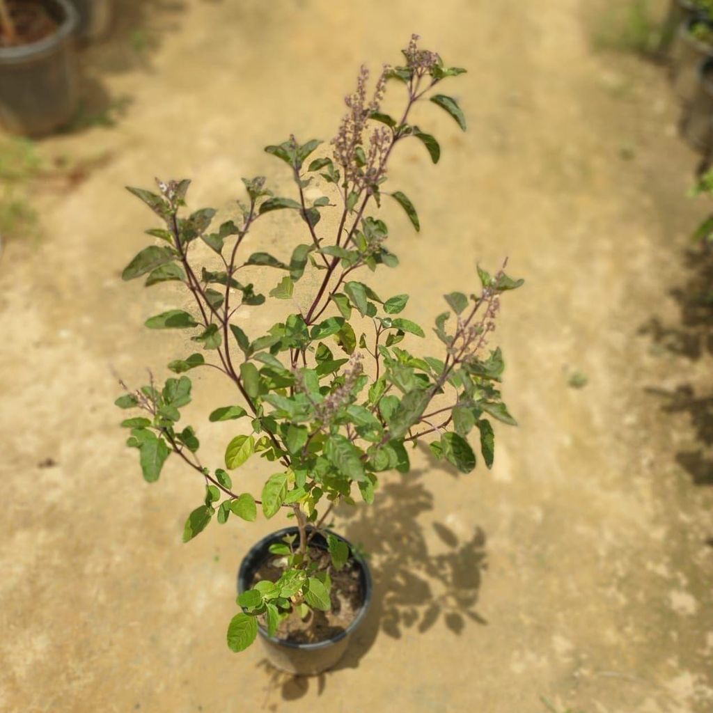 Buy Shyama Tulsi in 6 Inch Plastic Pot Online | Urvann.com Shyama Tulsi in 6 Inch Nursery Pot