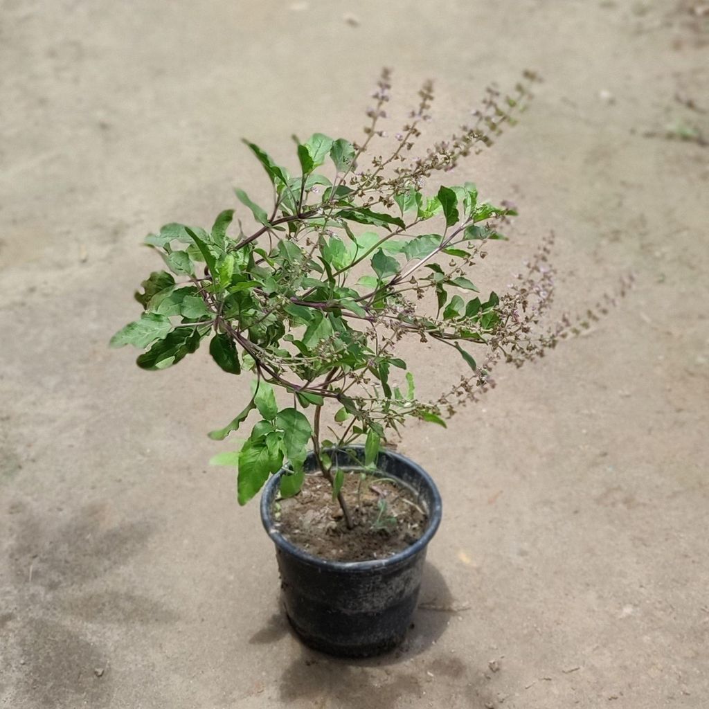 Buy Rama Tulsi in 6 Inch Plastic Pot Online | Urvann.com Rama Tulsi in 6 Inch Nursery Pot
