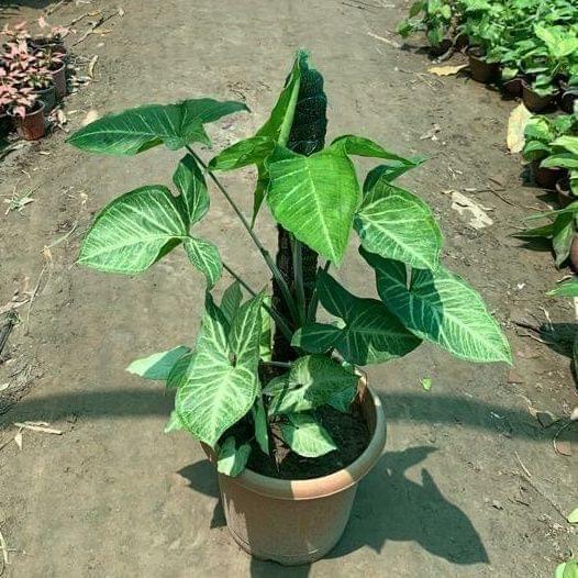Buy Syngonium with ~2 Ft. Moss Stick in 8 Inch Plastic Pot Online | Urvann.com Syngonium with ~2 Ft. Moss Stick in 8 Inch Nursery Pot