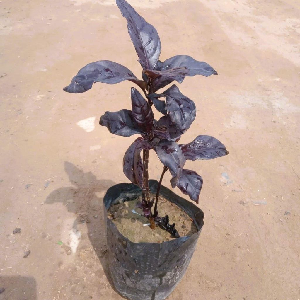 Eranthemum Black Magic in 4 Inch Nursery Bag Eranthemum Black Magic in 4 Inch Nursery Bag