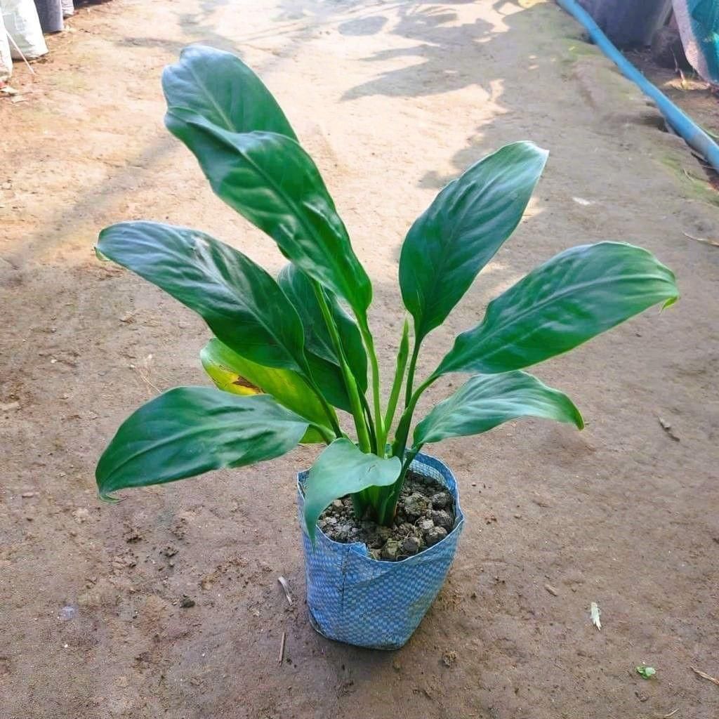 Buy Peace Lily in 5 Inch Nursery Bag Online | Urvann.com Peace Lily in 5 Inch Nursery Bag
