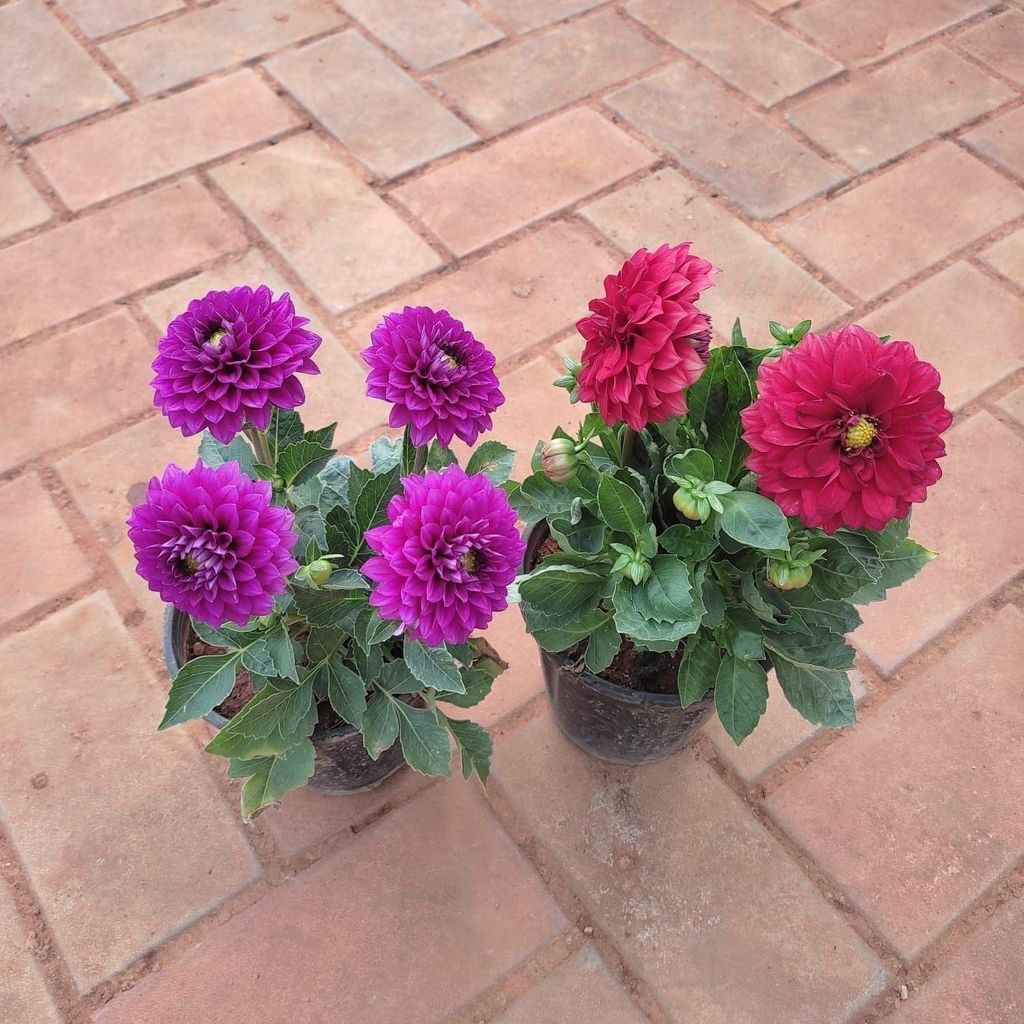 Buy Set of 2 - Dahlia (Red & Pink) in 5 Inch Plastic Pot Online | Urvann.com Set of 2 - Dahlia (Red & Pink) in 5 Inch Nursery Pot