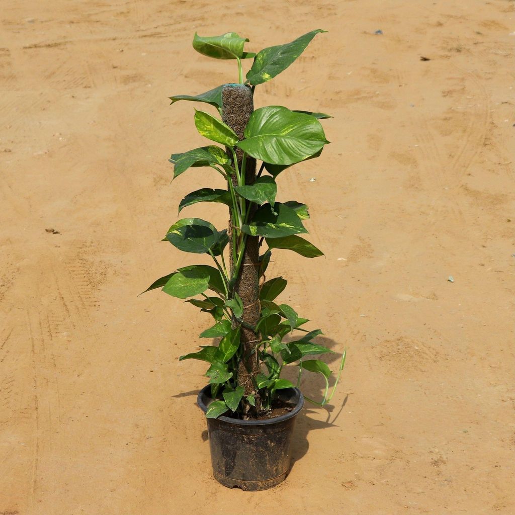 Buy Green Money Plant with Moss Stick (~3 feet) in 8 Inch Plastic Pot Online | Urvann.com Green Money Plant with Moss Stick (~3 feet) in 10 Inch Nursery Pot