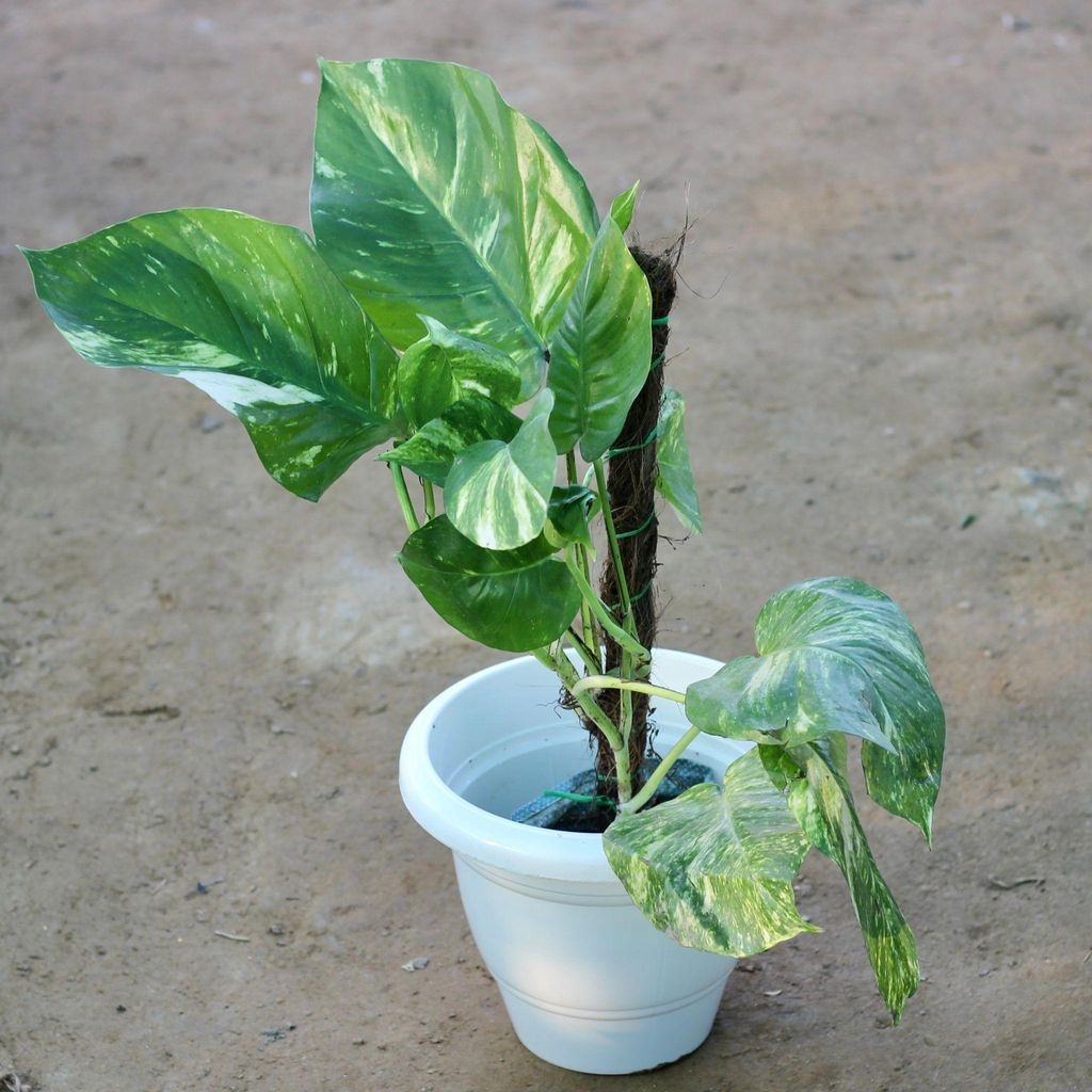 Buy Money Plant Big-Leaf in 10 Inch Plastic Pot Online | Urvann.com Money Plant Big-Leaf in 10 Inch Nursery Pot