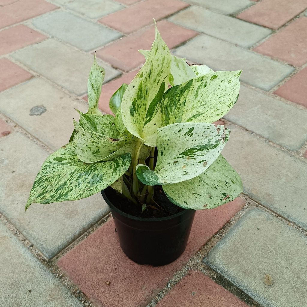 Buy Money Plant White in 4 Inch Plastic Pot Online | Urvann.com Money Plant White in 4 Inch Nursery Pot
