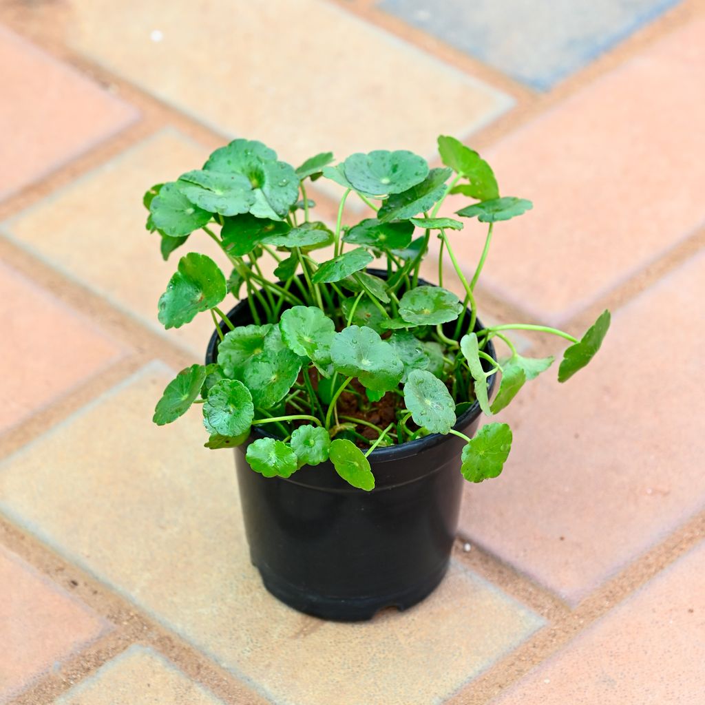 Brahmi Dollar Plant in 4 Inch Nursery Pot Brahmi Dollar Plant in 4 Inch Nursery Pot